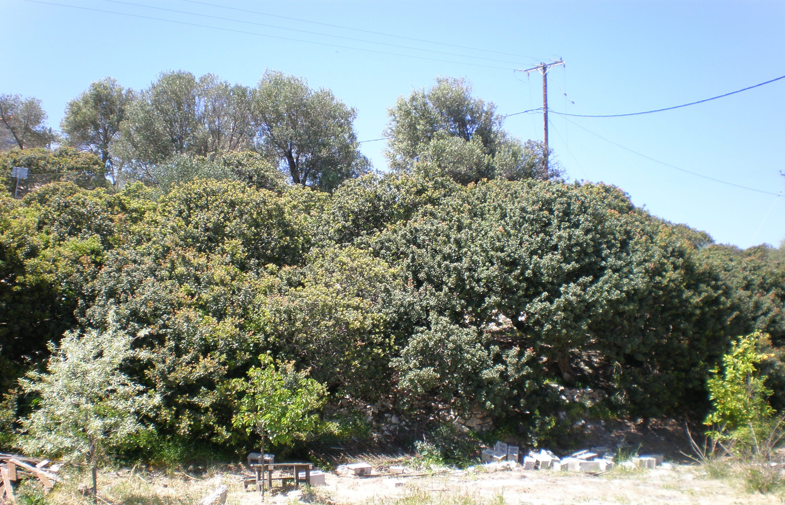 Uncultivated mastic trees